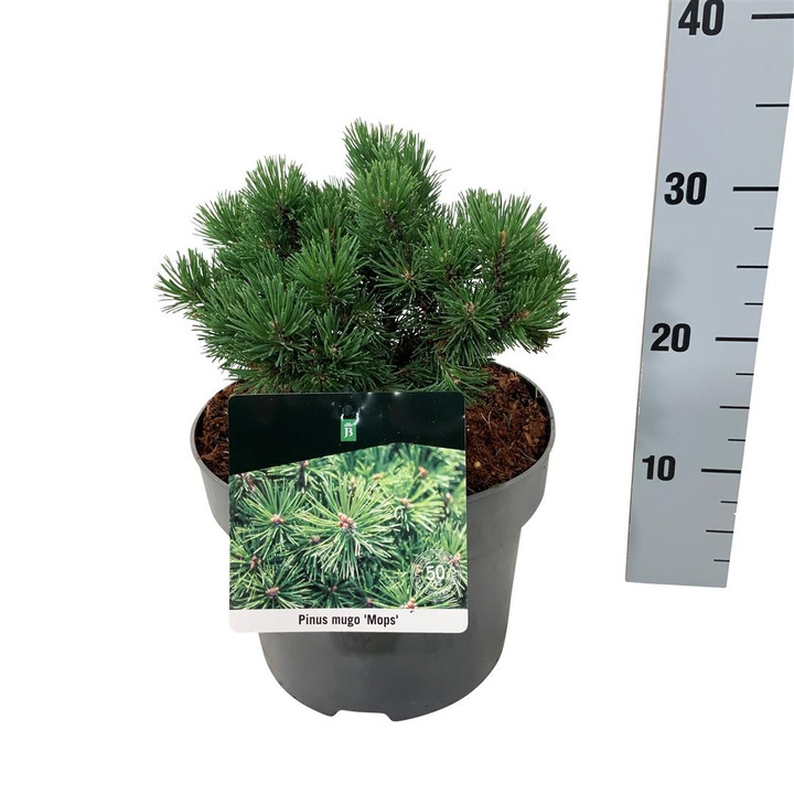 Pušis kalninė (Lot Pinus mugo) 'Mops' C5/P23 15-20 CM-PUŠYS-SPYGLIUOČIAI