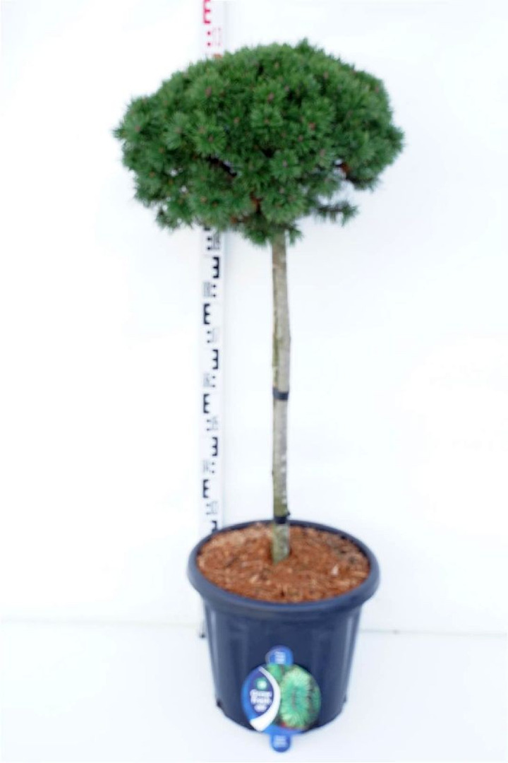 Pušis kalninė (Lot Pinus mugo) 'Mops' C25 KOTAS 80 CM-PUŠYS-SPYGLIUOČIAI
