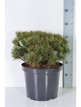 Pušis kalninė (Lot Pinus mugo) 'Mops' C10 30-40 CM-PUŠYS-SPYGLIUOČIAI