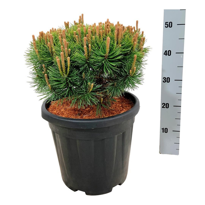 Pušis kalninė (Lot Pinus mugo) 'Mops' C15 30-40 CM-PUŠYS-SPYGLIUOČIAI