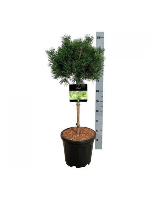 Pušis kalninė (Lot Pinus mugo) 'Mops' C15 KOTAS 60 CM-PUŠYS-SPYGLIUOČIAI