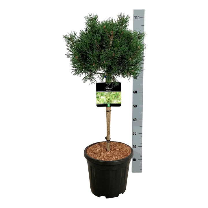 Pušis kalninė (Lot Pinus mugo) 'Mops' C15 KOTAS 60 CM-PUŠYS-SPYGLIUOČIAI