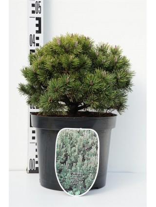 Pušis kalninė (Lot Pinus mugo) 'Mops' C7,5/P26 30-40 CM-PUŠYS-SPYGLIUOČIAI