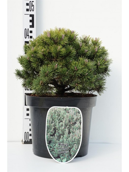 Pušis kalninė (Lot Pinus mugo) 'Mops' C7,5/P26 30-40 CM-PUŠYS-SPYGLIUOČIAI