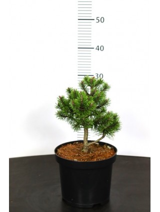 Pušis kalninė (Lot Pinus mugo) 'Mops' C3/P19 15-20 CM-PUŠYS-SPYGLIUOČIAI