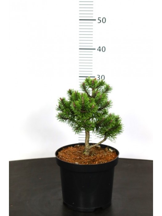 Pušis kalninė (Lot Pinus mugo) 'Mops' C3/P19 15-20 CM-PUŠYS-SPYGLIUOČIAI