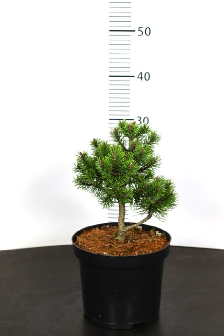 Pušis kalninė (Lot Pinus mugo) 'Mops' C3/P19 15-20 CM-PUŠYS-SPYGLIUOČIAI