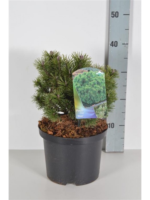 Pušis kalninė (Lot Pinus mugo) 'Mops' C7,5/P26 30-40 CM-PUŠYS-SPYGLIUOČIAI