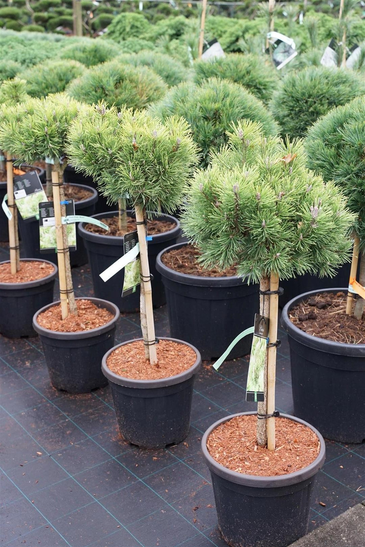 Pušis kalninė (Lot Pinus mugo) 'Mops' C15 KOTAS 60 CM-PUŠYS-SPYGLIUOČIAI