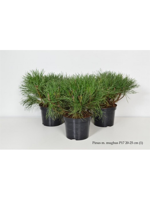 Pušis kalninė mugo (mughus) (Lot Pinus mugo mugo (mughus)) C2/P17 20-25 CM-PUŠYS-SPYGLIUOČIAI