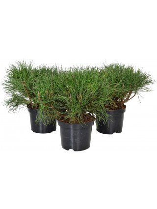 Pušis kalninė mugo (mughus) (Lot Pinus mugo mugo (mughus)) C2/P17 20-25 CM-PUŠYS-SPYGLIUOČIAI