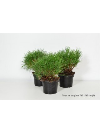 Pušis kalninė mugo (mughus) (Lot Pinus mugo mugo (mughus)) C1/P13 10-15 CM-PUŠYS-SPYGLIUOČIAI