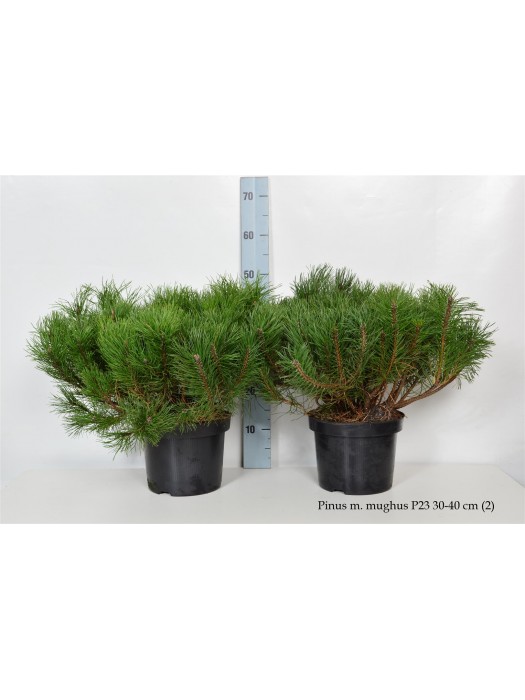 Pušis kalninė mugo (mughus) (Lot Pinus mugo mugo (mughus)) C5/P23 30-40 CM-PUŠYS-SPYGLIUOČIAI