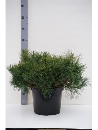 Pušis kalninė mugo (mughus) (Lot Pinus mugo mugo (mughus)) C10 50/+ CM-PUŠYS-SPYGLIUOČIAI