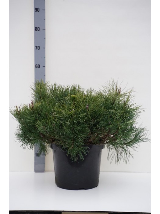 Pušis kalninė mugo (mughus) (Lot Pinus mugo mugo (mughus)) C10 50/+ CM-PUŠYS-SPYGLIUOČIAI