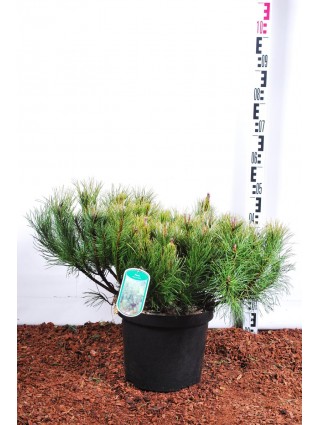 Pušis kalninė mugo (mughus) (Lot Pinus mugo mugo (mughus)) C10 50/+ CM-PUŠYS-SPYGLIUOČIAI