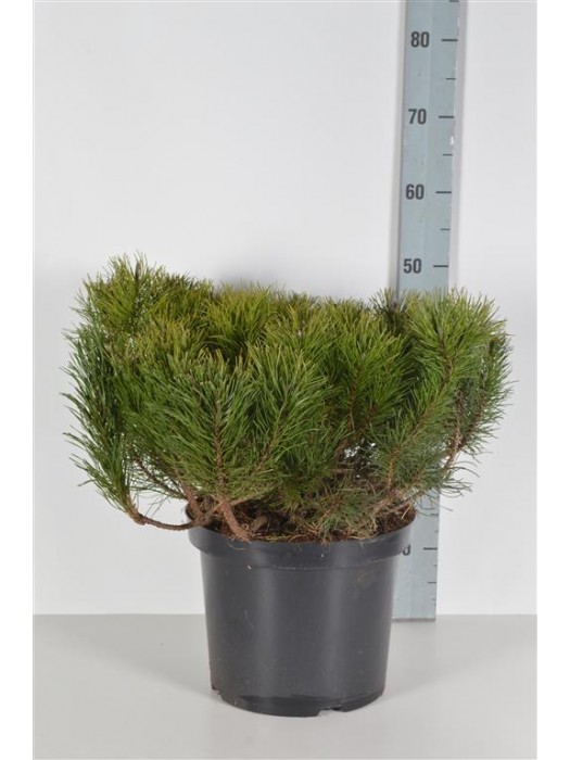 Pušis kalninė mugo (mughus) (Lot Pinus mugo mugo (mughus)) C10 40-50 CM-PUŠYS-SPYGLIUOČIAI