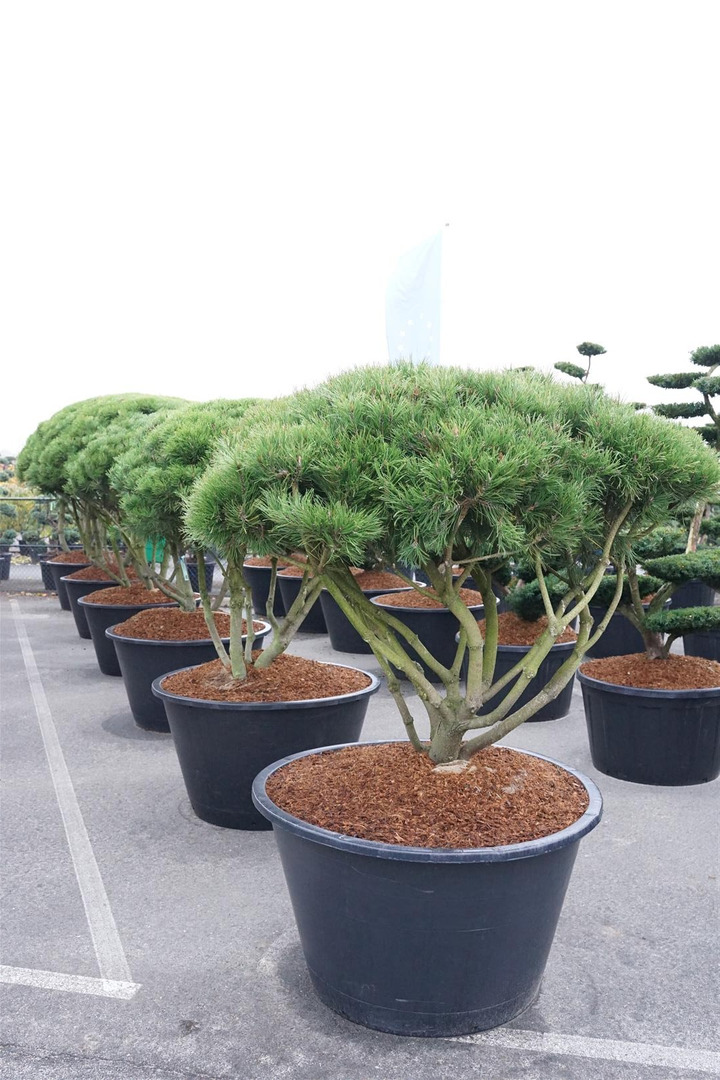 Pušis kalninė mugo (mughus) (Lot Pinus mugo mugo (mughus)) SCHERM 125-150 CM C500/P120-PUŠYS-SPYGLIUOČIAI