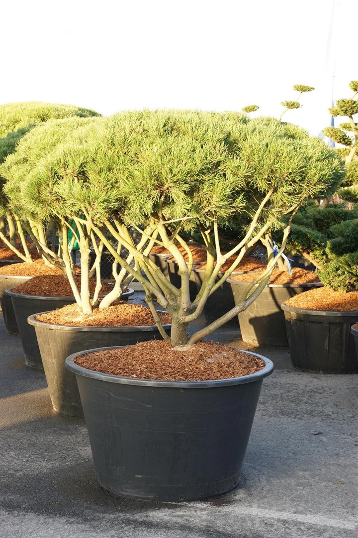 Pušis kalninė mugo (mughus) (Lot Pinus mugo mugo (mughus)) SCHERM 125-150 CM C500/P120-PUŠYS-SPYGLIUOČIAI