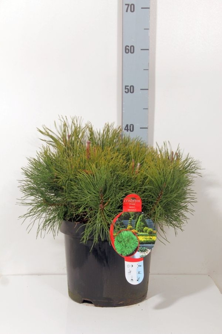 Pušis kalninė mugo (mughus) (Lot Pinus mugo mugo (mughus)) C7,5/P26 35-40 CM-PUŠYS-SPYGLIUOČIAI