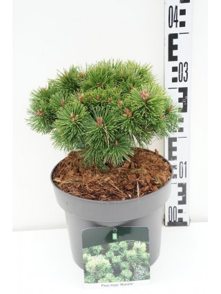 Pušis kalninė (Lot Pinus mugo) 'Mumpitz' C5/P23 20-25 CM-PUŠYS-SPYGLIUOČIAI