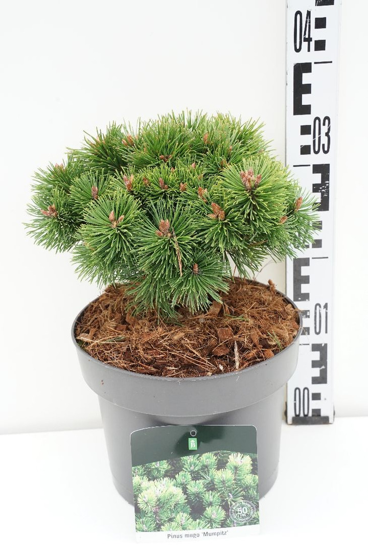 Pušis kalninė (Lot Pinus mugo) 'Mumpitz' C5/P23 20-25 CM-PUŠYS-SPYGLIUOČIAI