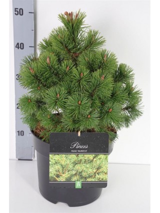 Pušis kalninė (Lot Pinus mugo) 'Mumpitz' C7,5/P26 30-40 CM-PUŠYS-SPYGLIUOČIAI