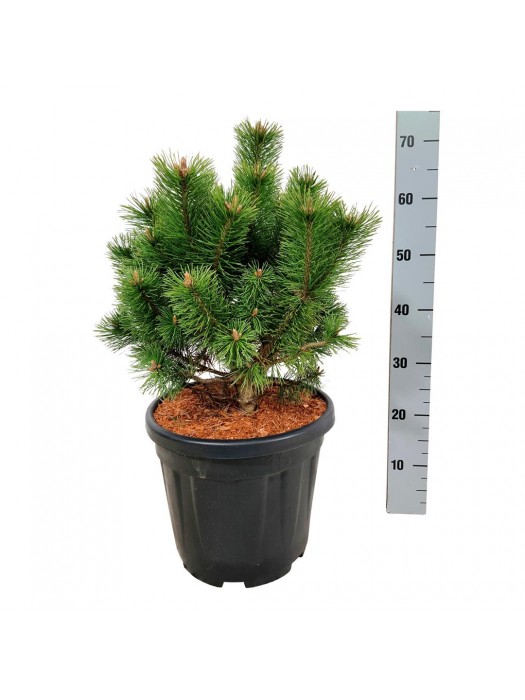 Pušis kalninė (Lot Pinus mugo) 'Mumpitz' C15 30-40 CM-PUŠYS-SPYGLIUOČIAI