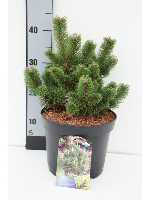 Pušis kalninė (Lot Pinus mugo) 'Mumpitz' C5/P23 30-40 CM-PUŠYS-SPYGLIUOČIAI