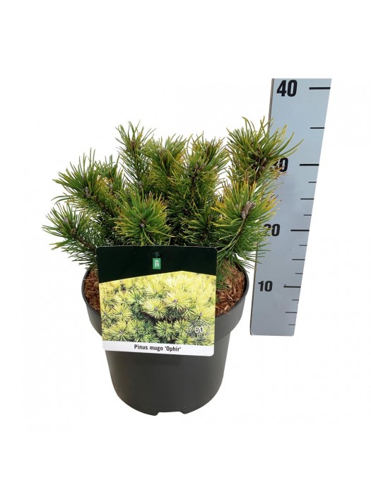 Pušis kalninė (Lot Pinus mugo) 'Ophir' C5/P23 20-25 CM-PUŠYS-SPYGLIUOČIAI