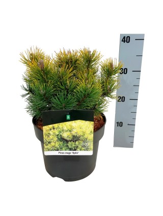 Pušis kalninė (Lot Pinus mugo) 'Ophir' C5/P23 25-30 CM-PUŠYS-SPYGLIUOČIAI