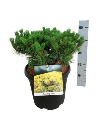 Pušis kalninė (Lot Pinus mugo) 'Ophir' C15 40-50 CM-PUŠYS-SPYGLIUOČIAI