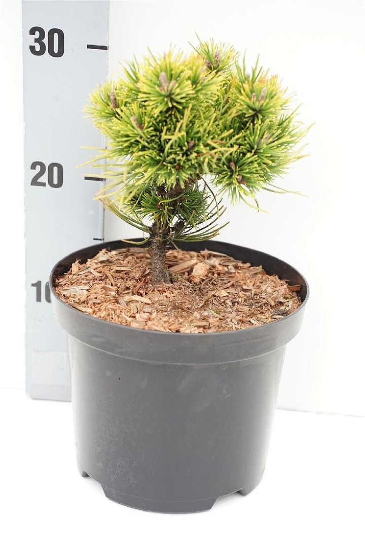 Pušis kalninė (Lot Pinus mugo) 'Ophir' C3/P19 15-20 CM-PUŠYS-SPYGLIUOČIAI