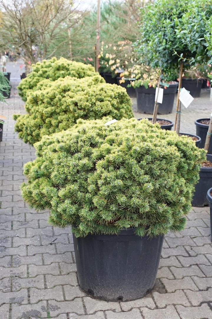 Pušis kalninė (Lot Pinus mugo) 'Ophir' C110 90-100 CM-PUŠYS-SPYGLIUOČIAI