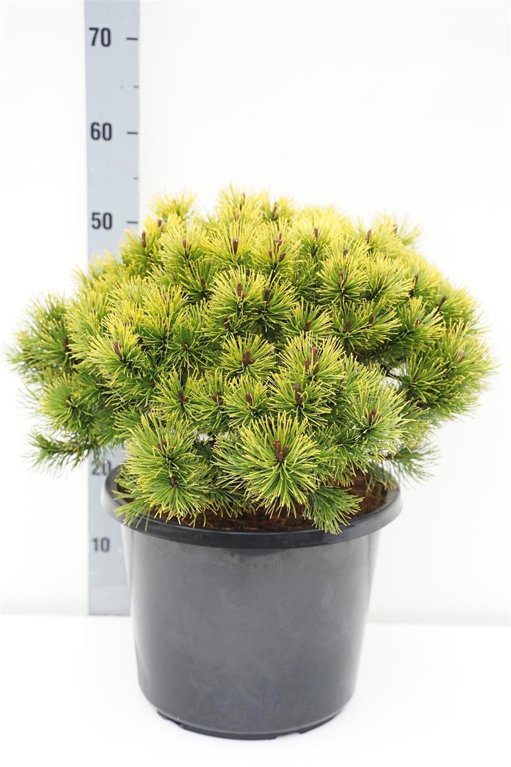 Pušis kalninė (Lot Pinus mugo) 'Ophir' C12 30-40 CM-PUŠYS-SPYGLIUOČIAI