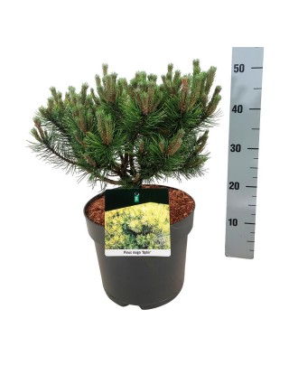 Pušis kalninė (Lot Pinus mugo) 'Ophir' C7,5/P26 30-40 CM-PUŠYS-SPYGLIUOČIAI