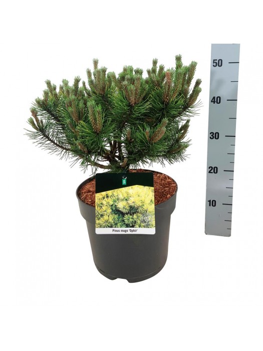 Pušis kalninė (Lot Pinus mugo) 'Ophir' C7,5/P26 30-40 CM-PUŠYS-SPYGLIUOČIAI