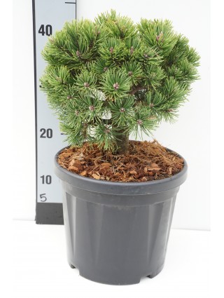 Pušis kalninė (Lot Pinus mugo) 'Picobello' C6,5/TB24 CM-PUŠYS-SPYGLIUOČIAI