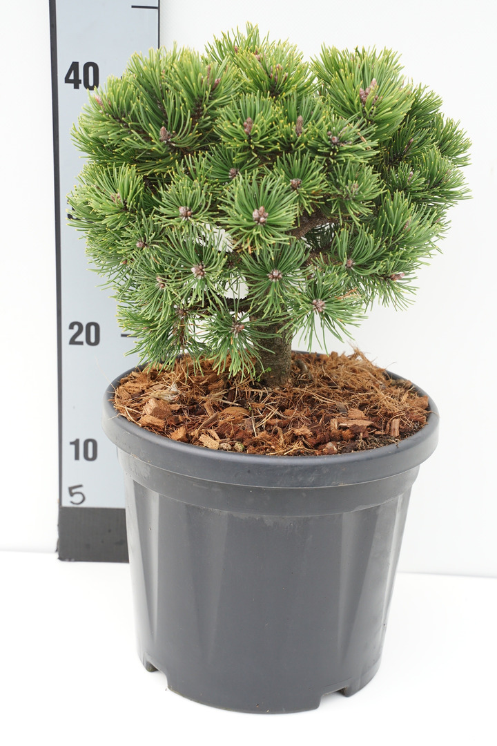 Pušis kalninė (Lot Pinus mugo) 'Picobello' C6,5/TB24 CM-PUŠYS-SPYGLIUOČIAI