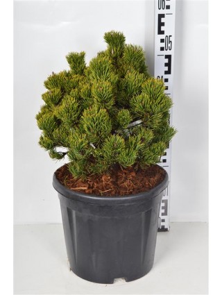 Pušis kalninė (Lot Pinus mugo) 'Picobello' C10 30-35 CM-PUŠYS-SPYGLIUOČIAI