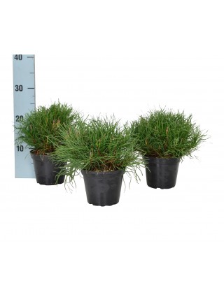 Pušis kalninė pumilio (Lot Pinus mugo pumilio) C1/P13 10-15 CM-PUŠYS-SPYGLIUOČIAI