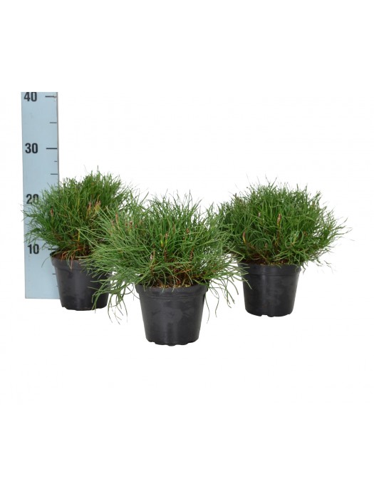 Pušis kalninė pumilio (Lot Pinus mugo pumilio) C1/P13 10-15 CM-PUŠYS-SPYGLIUOČIAI