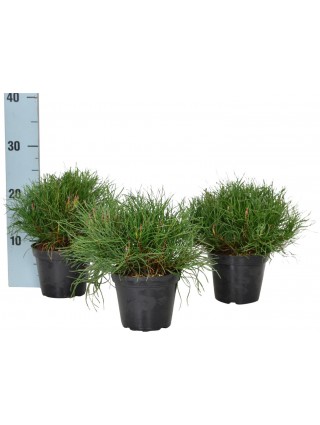 Pušis kalninė pumilio (Lot Pinus mugo pumilio) C1/P13 10-15 CM-PUŠYS-SPYGLIUOČIAI