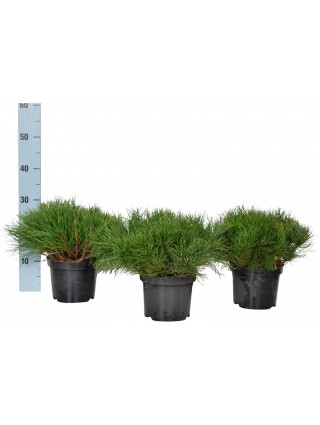 Pušis kalninė pumilio (Lot Pinus mugo pumilio) C2/P17 20-25 CM-PUŠYS-SPYGLIUOČIAI