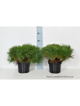 Pušis kalninė pumilio (Lot Pinus mugo pumilio) C3/P19 25-30 CM-PUŠYS-SPYGLIUOČIAI