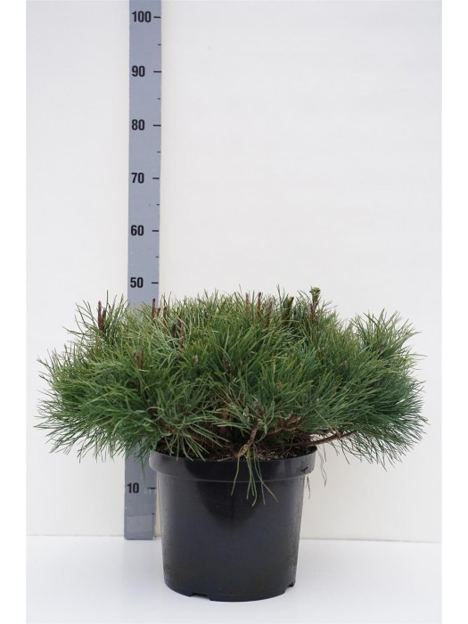 Pušis kalninė pumilio (Lot Pinus mugo pumilio) C10 50/+ CM-PUŠYS-SPYGLIUOČIAI