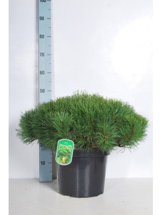 Pušis kalninė pumilio (Lot Pinus mugo pumilio) C10 50/+ CM-PUŠYS-SPYGLIUOČIAI