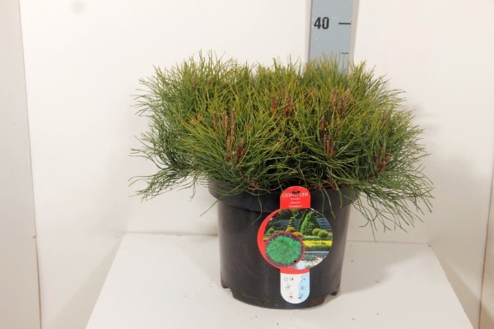 Pušis kalninė pumilio (Lot Pinus mugo pumilio) C7,5/P26 35-40 CM-PUŠYS-SPYGLIUOČIAI