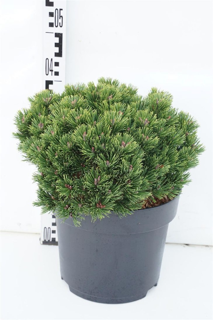 Pušis kalninė (Lot Pinus mugo) 'Sherwood Compact' C12 30-40 CM-PUŠYS-SPYGLIUOČIAI