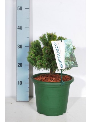 Pušis kalninė (Lot Pinus mugo) 'Sherwood Compact' C4/P21 20-25 CM-PUŠYS-SPYGLIUOČIAI